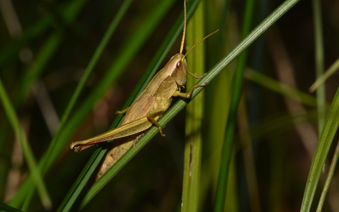 Ausbau der Kreisstraße TS 22 Oberbrunn – Wattenham