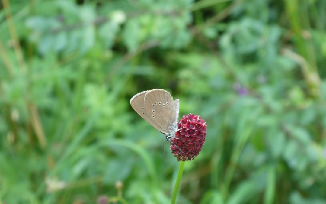 Regenklär- und Regenrückhaltebecken Gewerbegebiet Waging